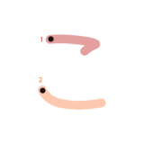 ひらがな『こ』のなぞり書き（カラー）